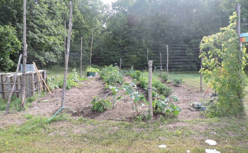 Garden Pics – Aug 1,&nbsp;2022