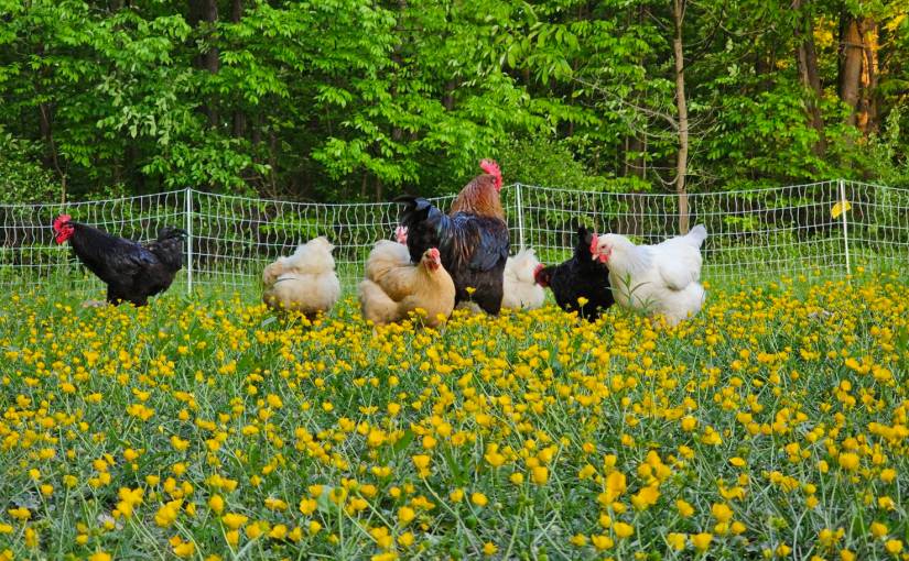 Garden Pics – July&nbsp;2024