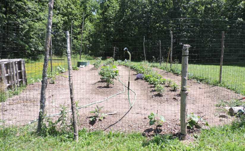 Garden Pics! – July 2,&nbsp;2022